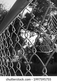 Grayscale Photo Of A Chain Link Fence With A Spider Web Covered In Morning Dew.