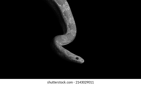 Grayscale photo of corn snake on black background