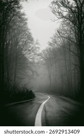 A grayscale of a road with trees on both sides in a foggy day