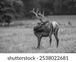 A grayscale of a Roosevelt elk (Cervus canadensis roosevelti) standing in a green meadow