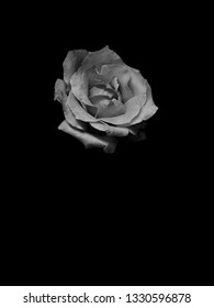 425 Grayscale rose Stock Photos, Images & Photography | Shutterstock