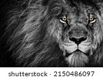 A grayscale shot of a lion with yellow eyes staring aggressively at the camera showing its strength