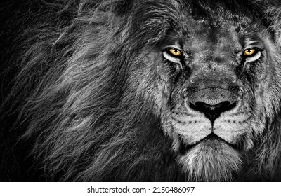 A grayscale shot of a lion with yellow eyes staring aggressively at the camera showing its strength