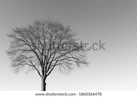 Similar – Image, Stock Photo lonely tree in the citadel of Berat