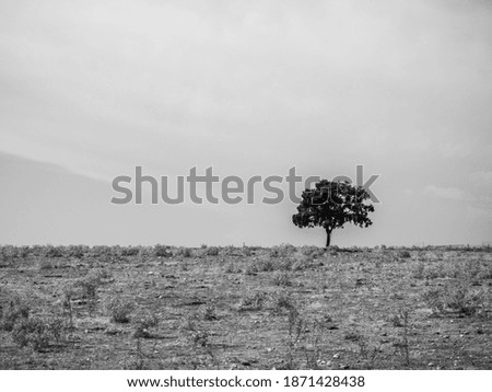 Similar – Image, Stock Photo lonely tree in the citadel of Berat