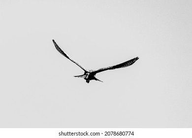 A grayscale shot of a peregrine falcon or duck hawk bird flying high in the sky