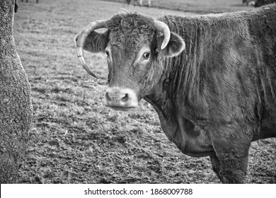 A Grayscale Shot Of A Scared Cow In A Meadow