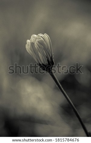 A grayscale shot of a stunning chamomile flower bud