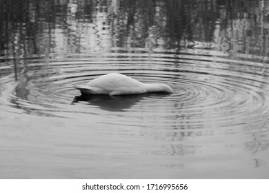 A Grayscale Shot Of A Swan Searching For Food With Its Head Below The Water