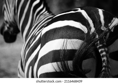 215 Hairy butt Images, Stock Photos & Vectors | Shutterstock