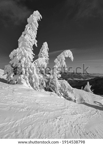 Grayscale. Snow covered fir trees on snowy mountain plateau, tops with snow cornices in far. Magnificent sunny day on picturesque beautiful alps ridge.