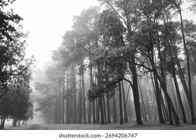 A grayscale of tall trees and a path with approaching fog