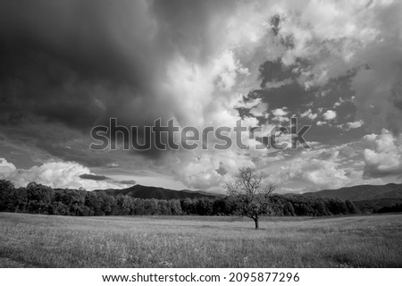 A grayscale of a tree in a meadow in Great Smoky Mountains National Park