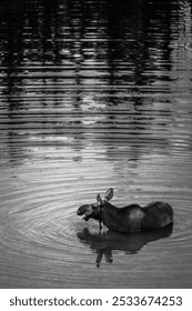 A grayscale vertical view of a moose standing in a calm lake with ripples in the water in Grand Teton National Park in Teton County, Wyoming, USA
