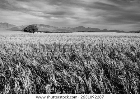 A grayscale of a wheat field with a lone tree and mountains in the distance
