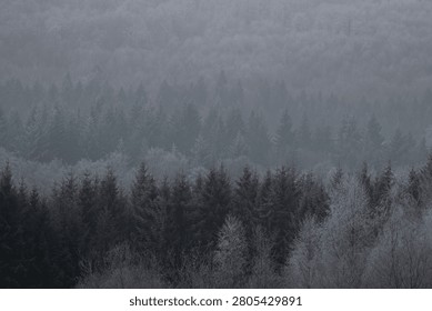 Grayscale winter frame of pinetrees