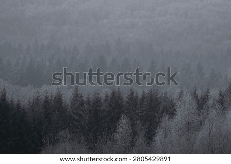 Grayscale winter frame of pinetrees