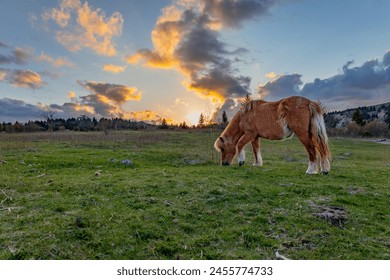 Grayson Highlands pony at sunset