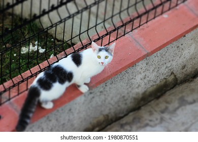 gray-white cat looking at camera