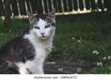 Similar Images Stock Photos Vectors Of Cat Shutterstock