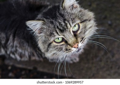 gray-white cat looks at the frame