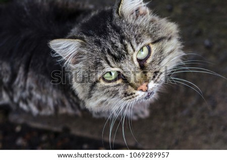 Similar – Cat Close-Up Animal Pet