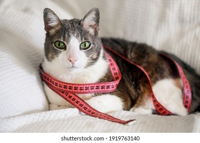 gray-white cat with measure tape. Pet at home looking to camera with a pink centimeter around his neck. Cat dieting and cat nutrition. Fat Cat and measuring tape. Weight control concept