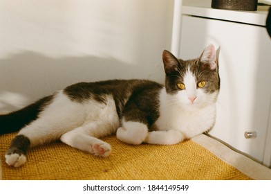 The gray-white domestic cat enjoys the sun's rays. Yellow-eyed pet. Beautiful kitty. - Shutterstock ID 1844149549