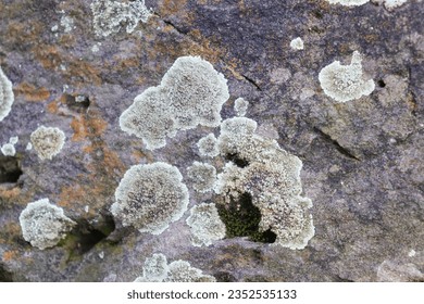 Gray-white lichen grows on the stone. Ancient stone surface with moss and lichen. Colorful background of moss and lichen on stone surface. Moss and lichen on rock and stone surface. 