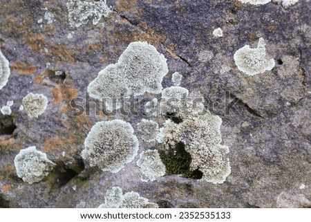 Gray-white lichen grows on the stone. Ancient stone surface with moss and lichen. Colorful background of moss and lichen on stone surface. Moss and lichen on rock and stone surface. 