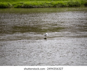 A gray-white seagull stands with red paws on a stone sticking out of the river. Larus preens his feathers, the ripples on the water glisten - Powered by Shutterstock