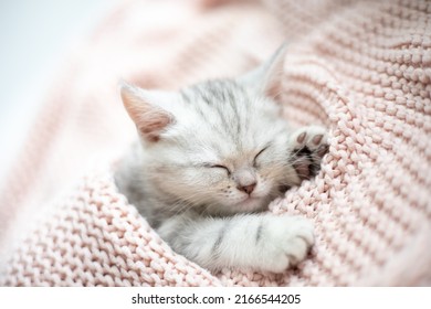 21,563 Grey pussycat Images, Stock Photos & Vectors | Shutterstock