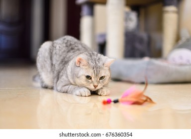 gray-white tabby cat plays with a cat feather toy