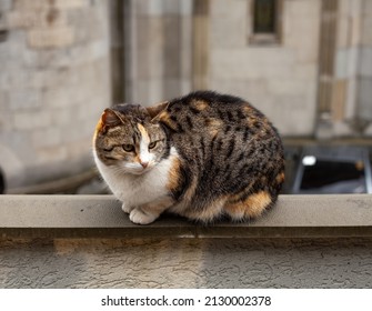 A gray-white-red cat sits on the parapet and looks away against the background of the building