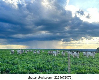 grazing beef brazil and back raining - Shutterstock ID 2253672073