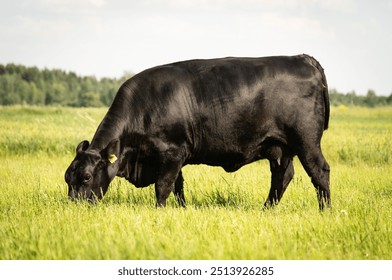 Grazing black angus cow in tall grass on sunny summer day - Powered by Shutterstock