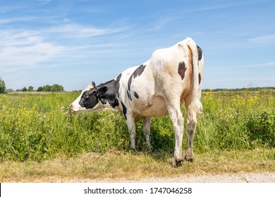 Grazing black and white cow from behind in a green meadow with yellow flowers and a blue sky