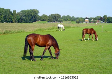Grazing brown horses on the green Field. Horses grazing tethered in a field. Horses eating in the green pasture. Horses in a green field. - Powered by Shutterstock