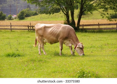 A Grazing Brown Swiss Cow