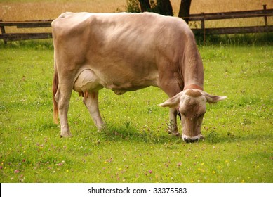 A Grazing Brown Swiss Cow