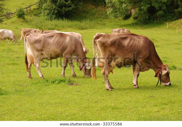 Grazing Brown Swiss Cows Stock Photo (Edit Now) 33375586