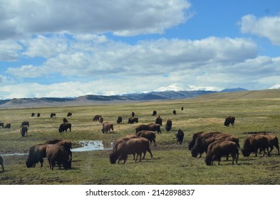 Grazing Buffalo In Eastern Colorado Plains