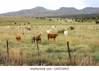 Grazing Cattle In The Davis Mountains Of West Texas