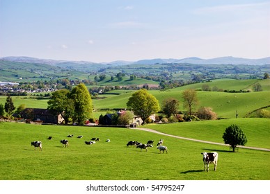 Grazing cattle on an English farm in Spring