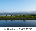 Grazing cattle rest peacefully by a serene lake, framed by soft hills and a pastel sky in the calm light of early evening