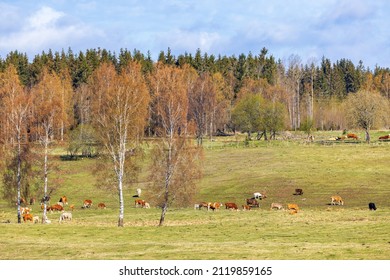 2,213 Sweden cattle Images, Stock Photos & Vectors | Shutterstock