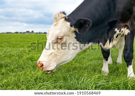 Grazing cow, eating blades of grass, black and white, in a green pasture Stock photo © 