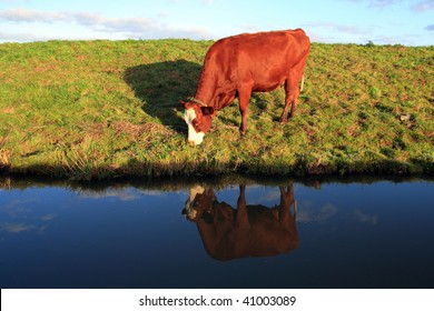 11,786 Cow Reflection Images, Stock Photos & Vectors | Shutterstock