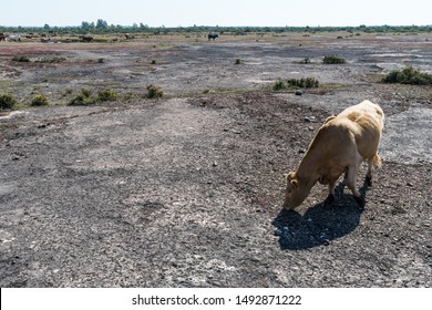 Grazing Cow In A Great Dry Barren Landscape Stora Alvaret At The Swedish Island Oland