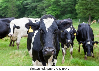 北海道 牛 の画像 写真素材 ベクター画像 Shutterstock